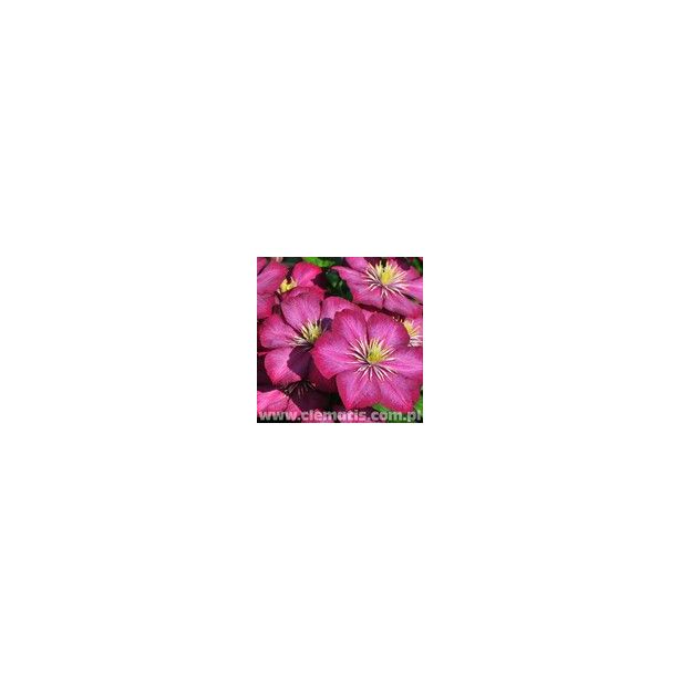 Loistokärhö Viheraarni Clematis Ville De Lyon