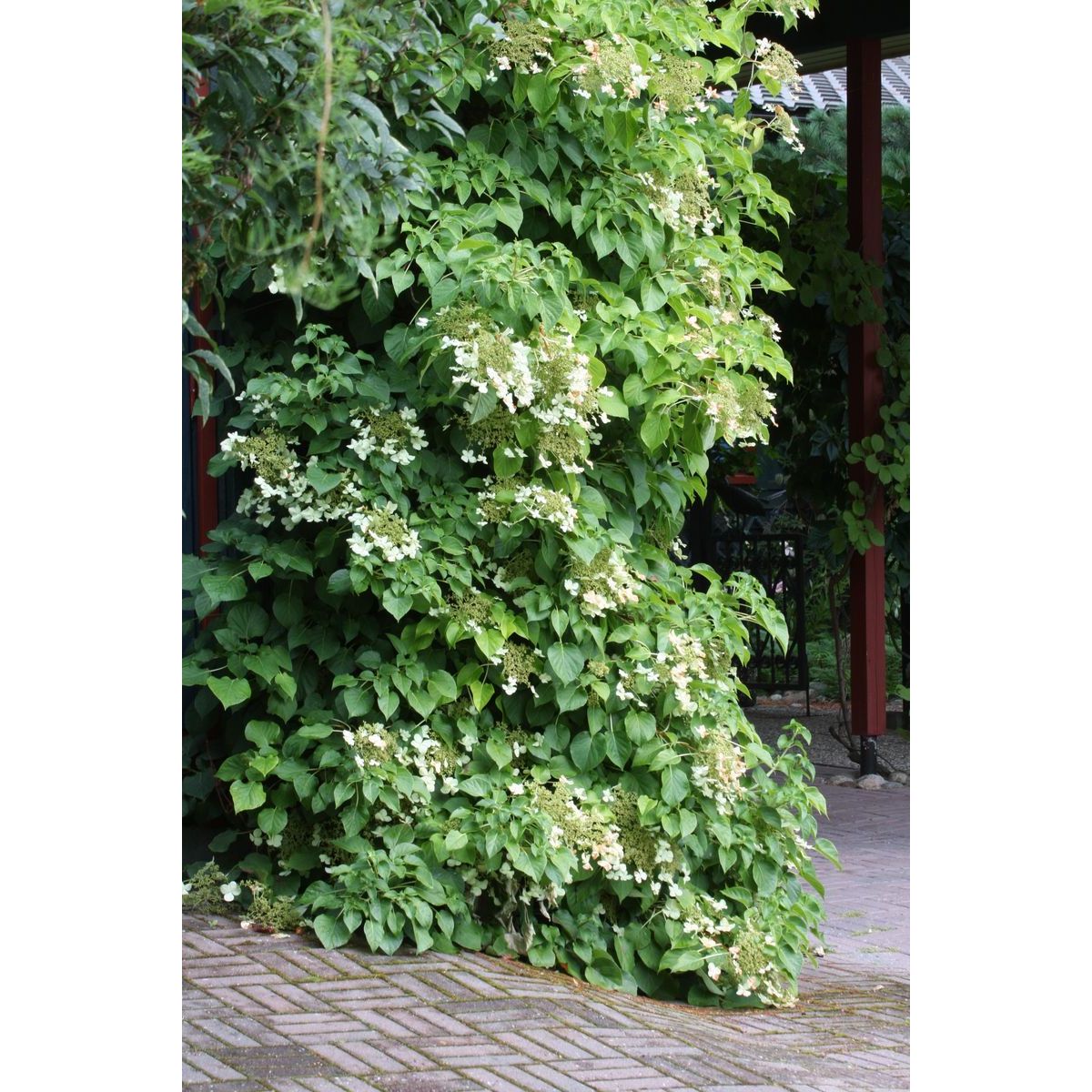 Köynnöshortensia Hydrangea anomala ssp. Petiolaris Viheraarni 40-50