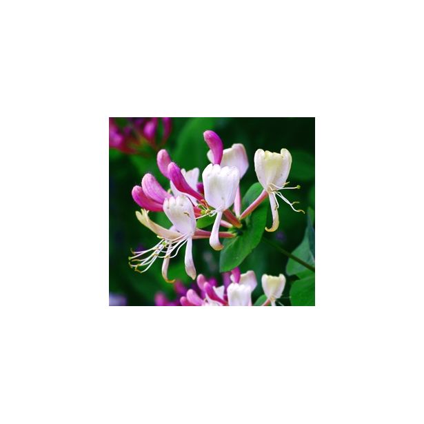 Tuoksuköynnöskuusama Lonicera caprifolium Viheraarni