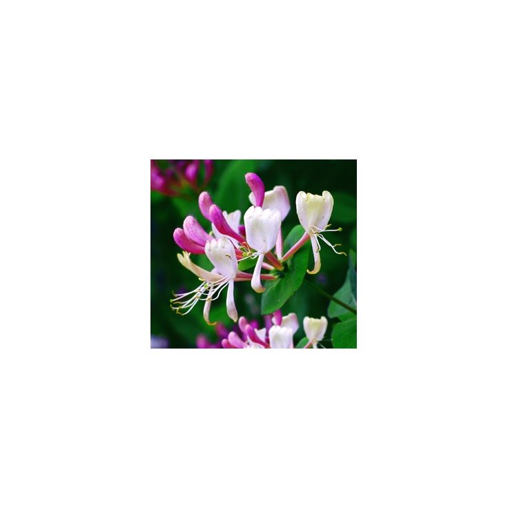 Tuoksuköynnöskuusama Lonicera caprifolium Viheraarni