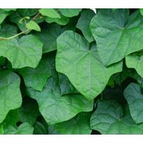 Aasiankilpikierto Menispermum davuricum Viheraarni