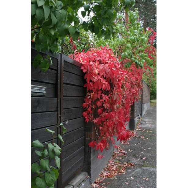 Säleikkövilliviini Parthenocissus inserta Viheraarni