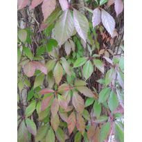 Imukärhivilliviini Parthenocissus quinq. Viheraarni Engelmannii
