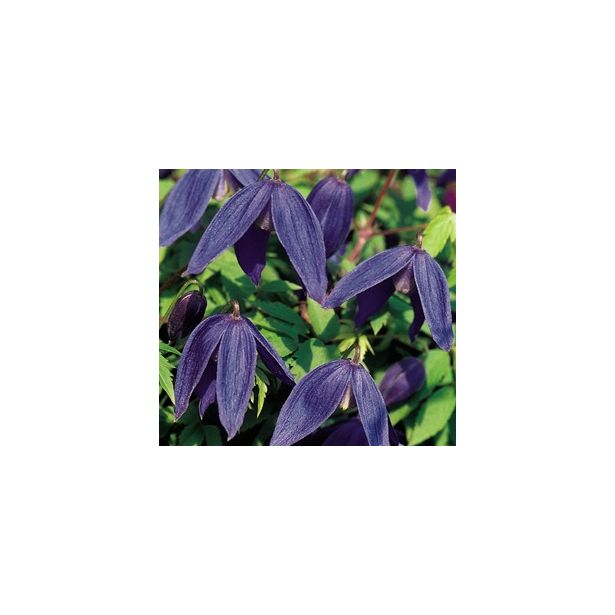 Tarha-alppikärhö Clematis Alpina-ryhmä Viheraarni Pamela Jackman