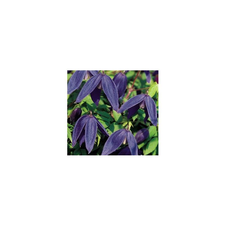 Tarha-alppikärhö Clematis Alpina-ryhmä Viheraarni Pamela Jackman