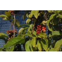 Palsamiköynnös Viheraarni Schisandra Chinensis
