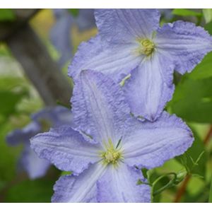 Loistokärhö Clematis Viheraarni Blue Angel