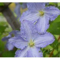 Loistokärhö Clematis Viheraarni Blue Angel
