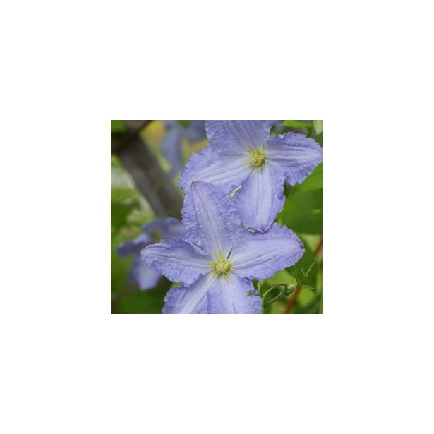 Loistokärhö Clematis Viheraarni Blue Angel