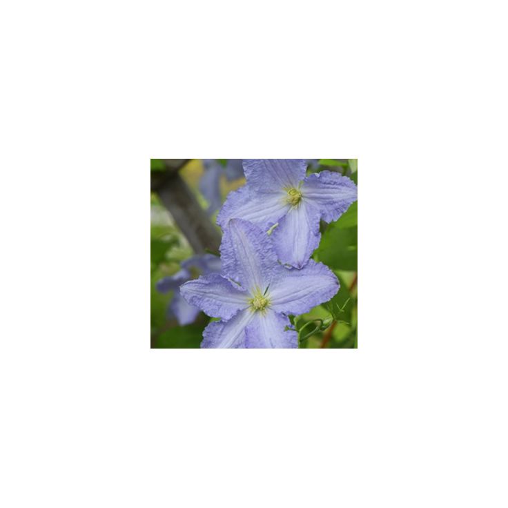 Loistokärhö Clematis Viheraarni Blue Angel