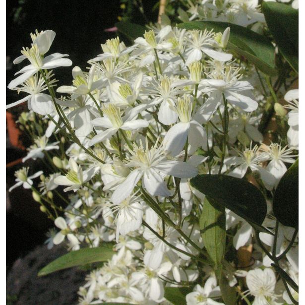 Lumikärhö Clematis Viheraarni Summer Snow