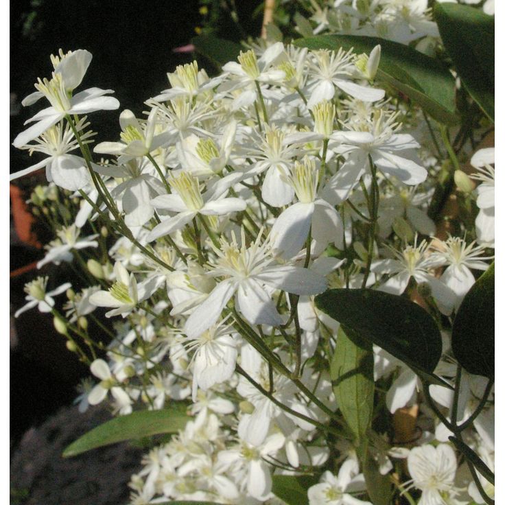 Lumikärhö Clematis Viheraarni Summer Snow