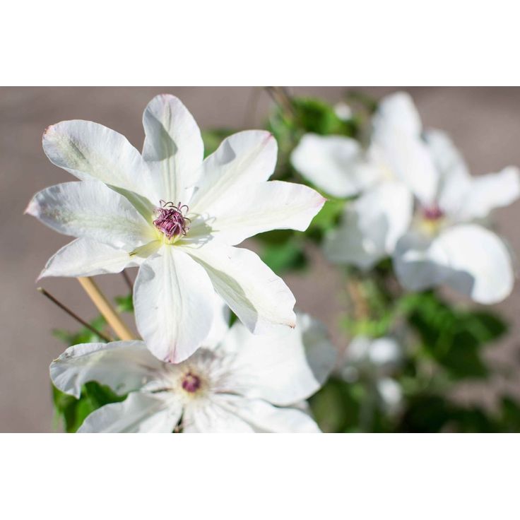 Loistokärhö Clematis Viheraarni Matka U. Ledochowska