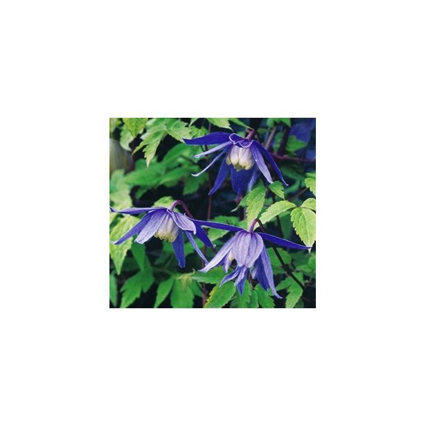 Tarha-alppikärhö Clematis Alpina-ryhmä Viheraarni Frankie