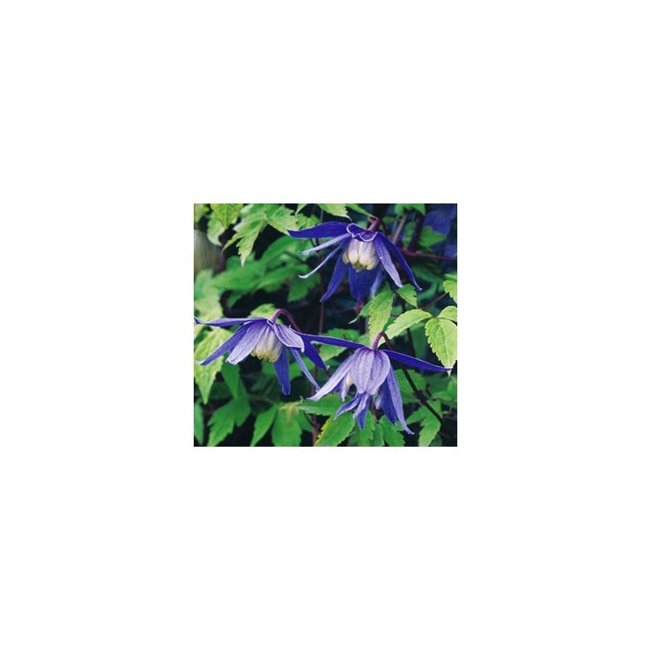 Tarha-alppikärhö Clematis Alpina-ryhmä Viheraarni Frankie