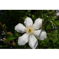 Loistokärhö Clematis Viheraarni Jerzy Popieluszko