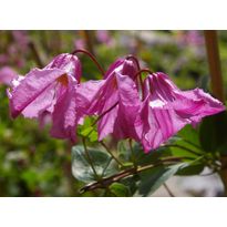 Tarhakellokärhö Clematis Integrifolia-ryhmä Viheraarni Aljonushka