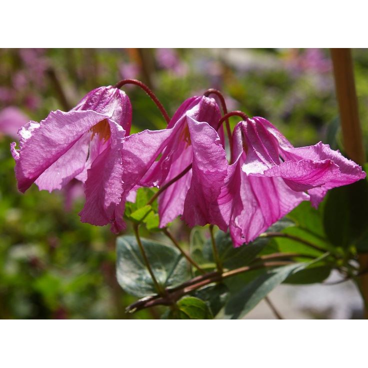 Tarhakellokärhö Clematis Integrifolia-ryhmä Viheraarni Aljonushka