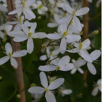 Mantsuriankärhö Clematis mandschurica Viheraarni