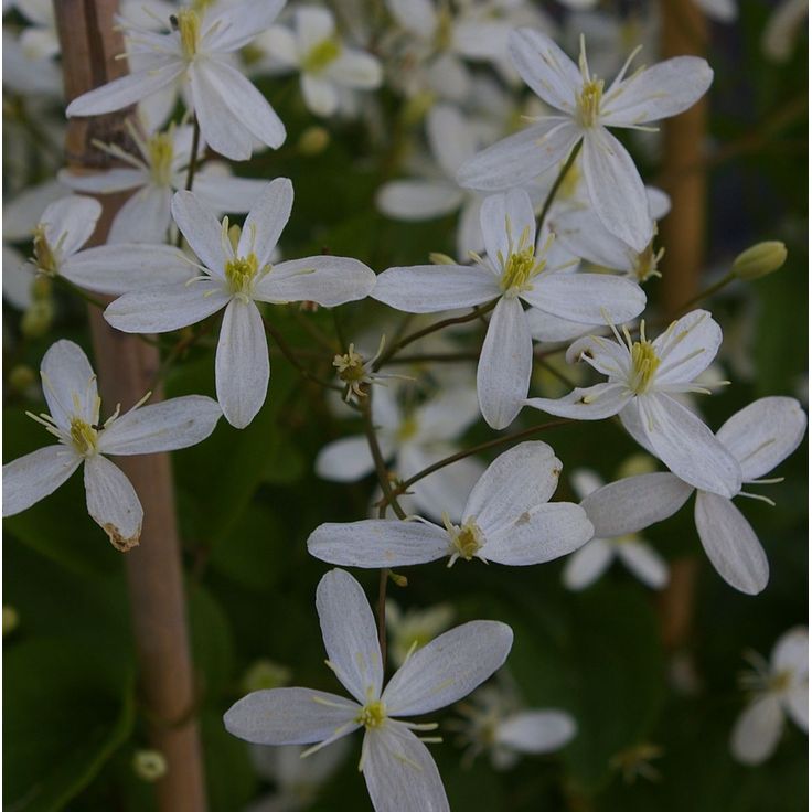 Mantsuriankärhö Clematis mandschurica Viheraarni
