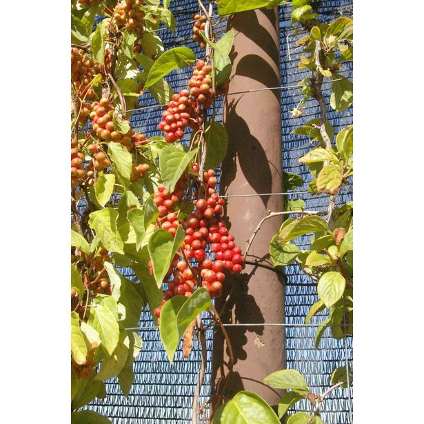 Palsamiköynnös Schisandra chinensis Viheraarni Sadova 1