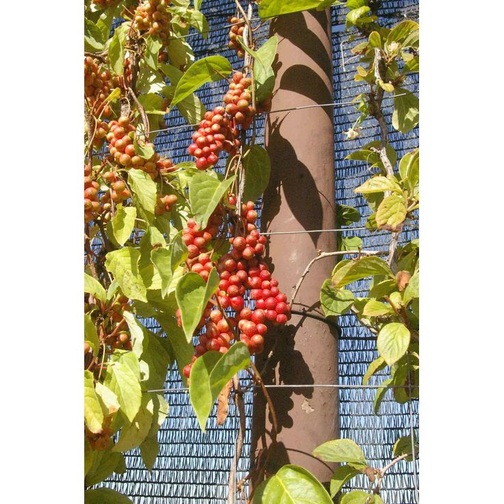 Palsamiköynnös Schisandra chinensis Viheraarni Sadova 1