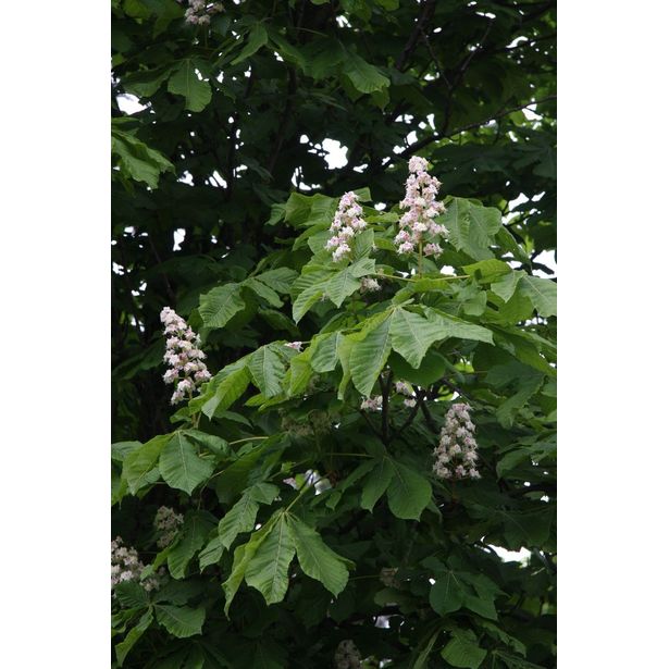Hevoskastanja Aesculus hippocastanum Viheraarni 150-200