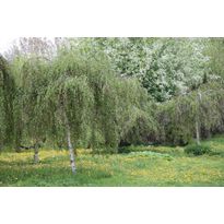 Kyynelkoivu Betula pendula Viheraarni Youngii 150