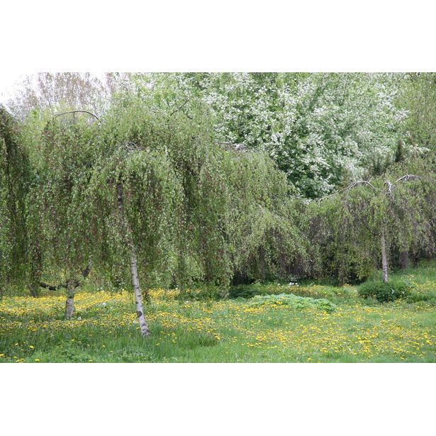 Kyynelkoivu Betula pendula Viheraarni Youngii 150