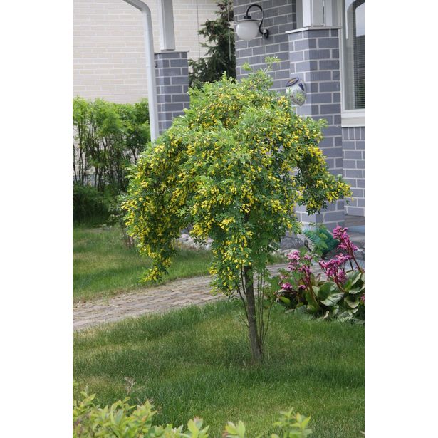 Riippahernepuu Caragana arborescens Viheraarni Pendula 120