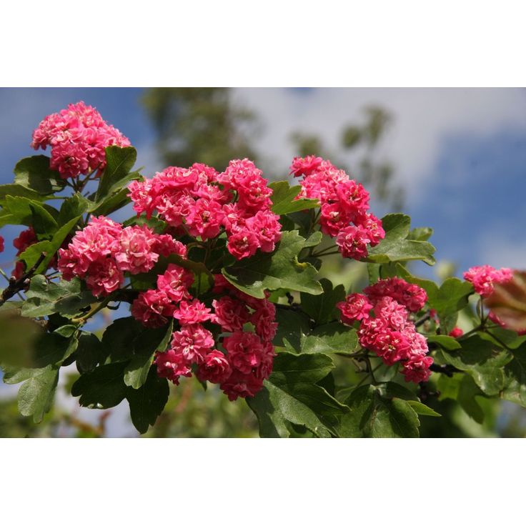 Ruusuorapihlaja Crataegus x media Viheraarni Pauls Scarlet 150-200