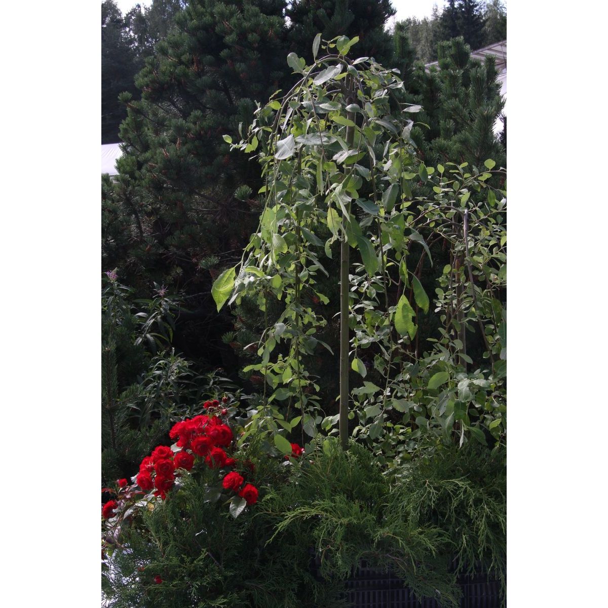 Riipparaita Salix caprea Viheraarni Pendula 120