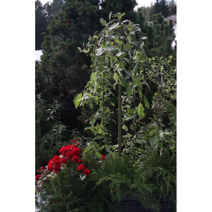 Riipparaita Salix caprea Viheraarni Pendula 120