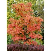 Tuurenpihlaja Sorbus Viheraarni Dodong 150-200