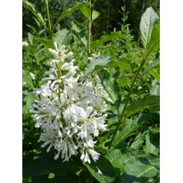 Puistosyreeni valk. Syringa x henryi Viheraarni Tammelan kaunotar 120-150