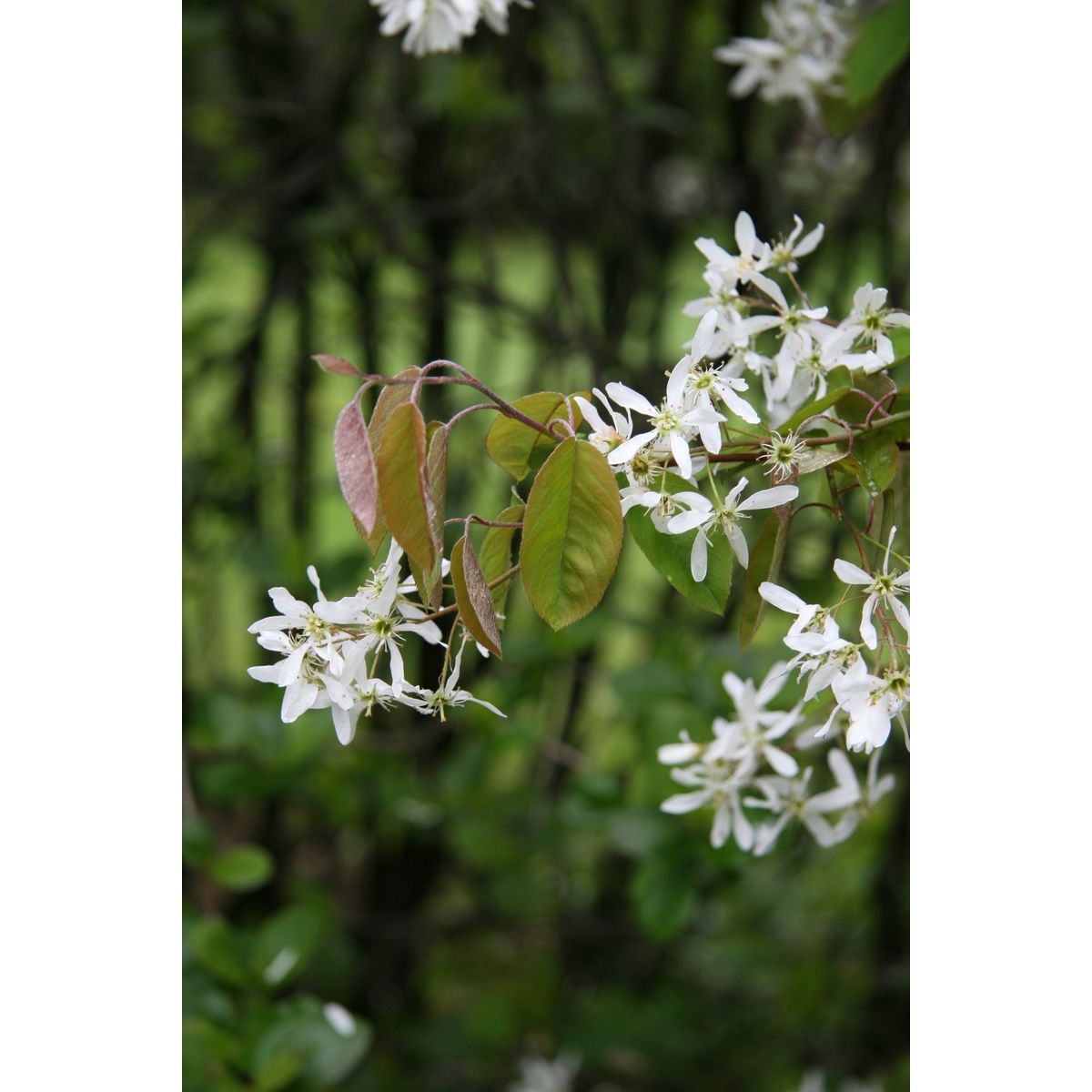 sirotuomipihlaja-amelanchier-laevis-viheraarni-150-200