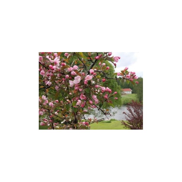 Purppuraomenapuu Viheraarni Malus Kadetti
