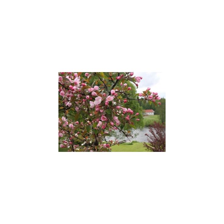 Purppuraomenapuu Viheraarni Malus Kadetti