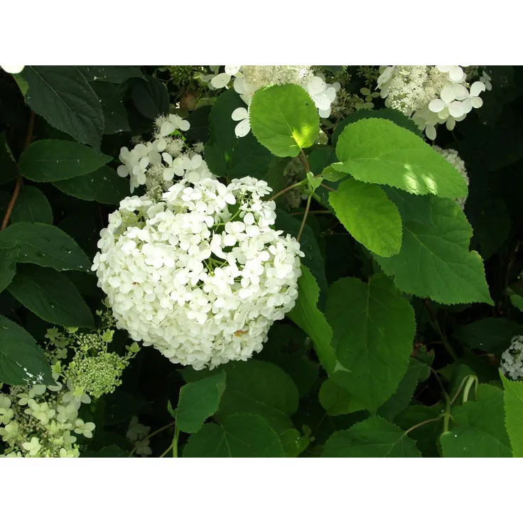 Rungollinen syyshortensia Hydrangea paniculata Viheraarni, eri lajikkeita
