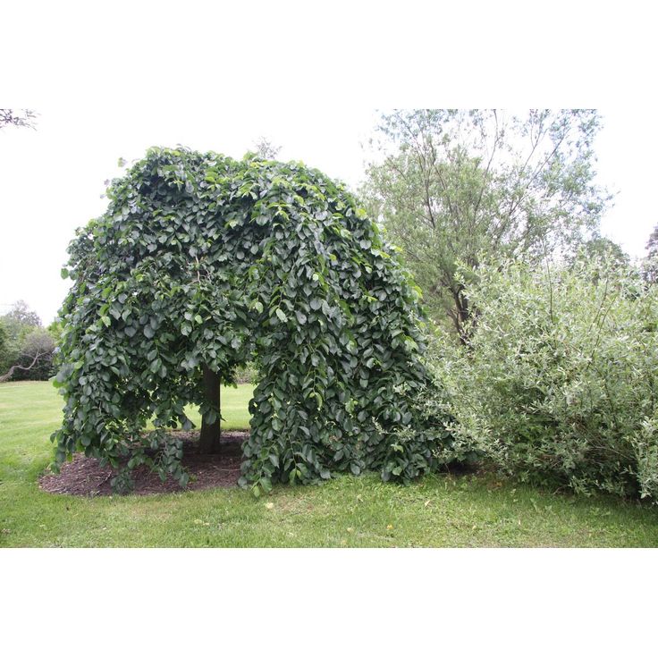 Sateenvarjojalava Ulmus glabra Viheraarni Camperdownii 180
