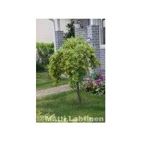 Riippahernepuu Viheraarni Caragana Arborescens Pendula 180-