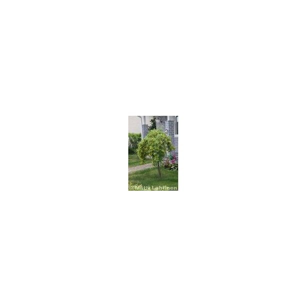 Riippahernepuu Viheraarni Caragana Arborescens Pendula 180-