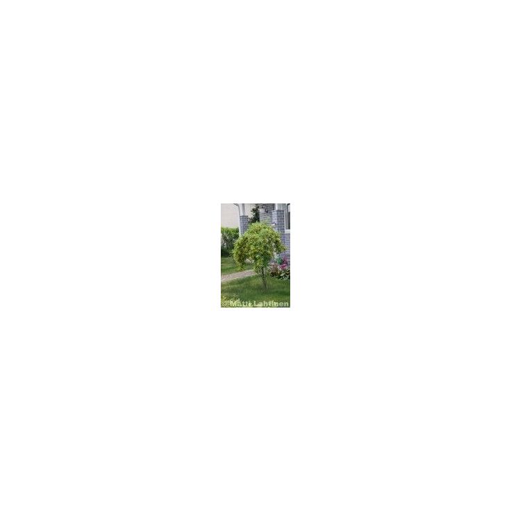 Riippahernepuu Viheraarni Caragana Arborescens Pendula 180-