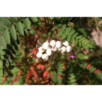 Koruhelmipihlaja Viheraarni Sorbus Koehneana