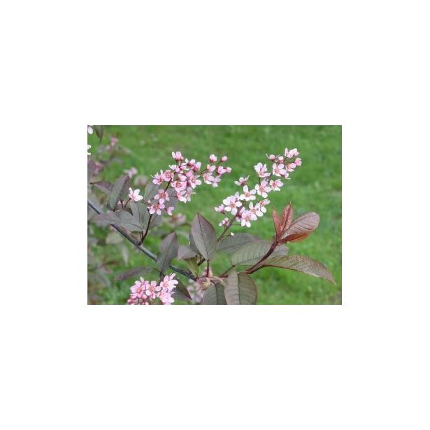 Rusotuomi Viheraarni Prunus Virginiana Schubert 150-200