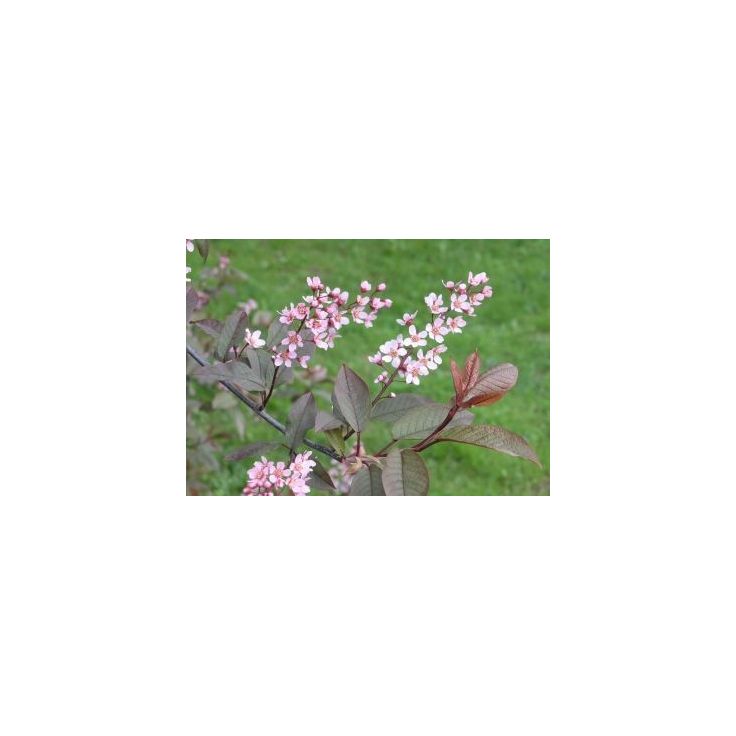 Rusotuomi Viheraarni Prunus Virginiana Schubert 150-200