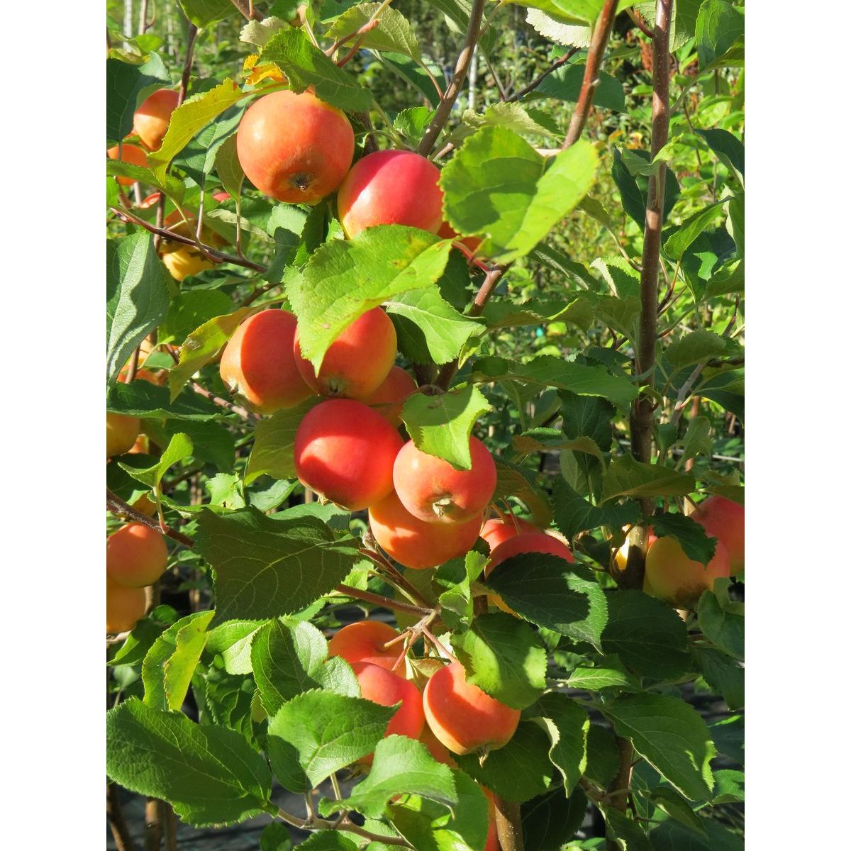 Paratiisiomenapuu Viheraarni Malus Erstaa 6-8 satoikäinen