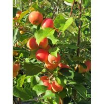 Paratiisiomenapuu Viheraarni Malus Erstaa 6-8 satoikäinen