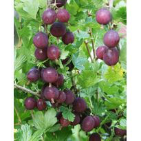 Karviainen Ribes Viheraarni Lepaan Punainen
