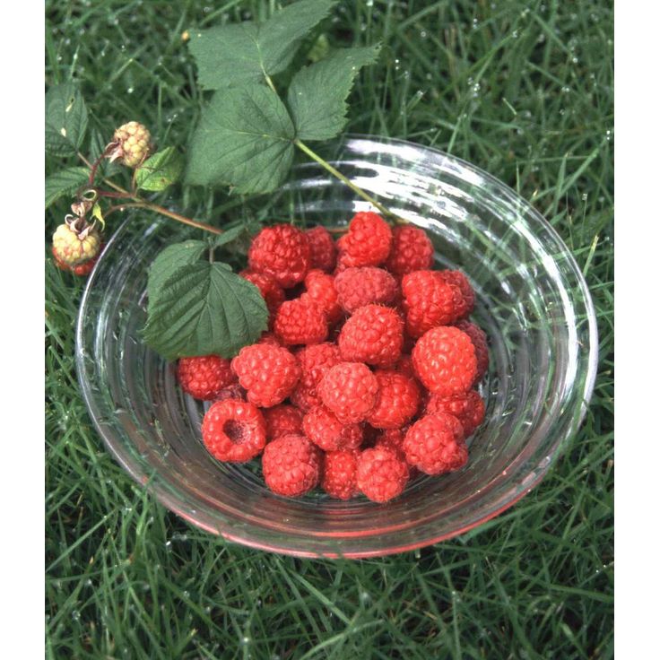 Vadelma Rubus idaeus Viheraarni Maurin Makea